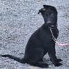 AKC black female pup in training!