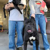 AKC CANE CORSO