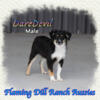 DareDevil ~ Toy Black Tri Male Aussie Puppy