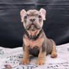 New litter of French Bulldogs ready to be rehomed!