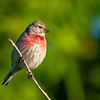 looking for Common Linnet