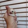 Sugar glider baby boy Mosaic with cow ears with lineage