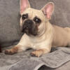 F frenchie needs new home