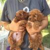 Red mini Toy Poodles