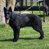 GERMAN SHEPHERD STUD