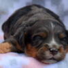 Cavapoo Born 7/3 Ready to go 9/5