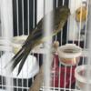 Exotic canaries very rare rasmiboland very long and limited and frill blue and mixed colors