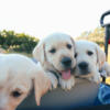 AKC Labrador Puppies looking for homes