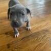 Pitt bull puppies for sale 