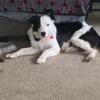 8 Month old Border Collie male