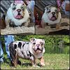 AKC Black Tri Merle MINI English Bulldog Stud