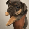 Meet Your New Best Friend! 🐾”