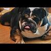Sweet  english bulldogs