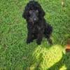 AKC STANDARD POODLE registered