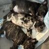 🐶 Adorable French Bulldog Puppies – Ready for New Homes! 💕