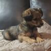 Mini Yorkie-poo puppies 2 sweet and cuddly males ready for new homes.