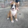 Boxer puppy puppies purebred available today male female brindle fawn boxers