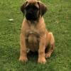 AKC English Mastiff - Apricot Female - yellow collar