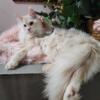 Tica Registered Maine Coons!