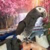 Tame female timneh African grey parrot