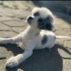 Merle toy poodle