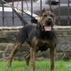 3 yr old adult female presa canario