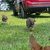 German Shepherd Puppies