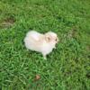 Pomeranian puppies for sale