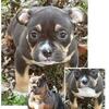 8 WEEK OLD FEMALE