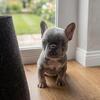 Frenchie puppy