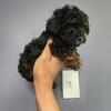 Toy poodle