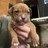 Pocket bullies red nose pitbull exotic