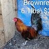 Roosters For Sale.Brownred ,Gamefowl for sale