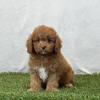 Cavapoo Puppies Available