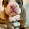 Lilac tri English bulldog **rare **