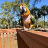 Camelot macaw