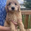 Petite/Mini Goldendoodle Puppies Ready ASAP