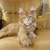 silver maine coon cat for sale