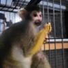 Squirrel monkey 2 years old