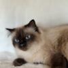 Minnie - TCA Registered Female Ragdoll Seal Point