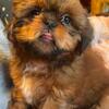 Male Shih Tzu puppy born 6/29/2026