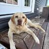 Yellow lab
