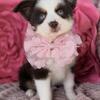 Toy Australian Shepherds