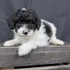 Micro Sheepadoodle Pups Available for Sale / Adoption Placement