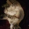 Ragdoll