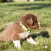 Australian Shepherd Puppies