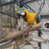 3 year old unrelated bonded pair (Blue and Gold Macaws)