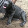 Beautiful Cane corso puppies $1000