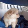 Pomeranian puppies 4 boys 2 girls will be ready for Christmas 