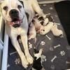 American bulldog puppies for sale 